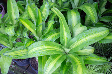 Obraz premium Tropical plants at flower market