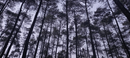 Inside the spruce forest