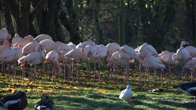 Pink flamingos in a group in a nature reserve in England in breeding programme of rare and endangered birds UK 4K