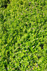 Obraz premium Tropical plants at flower market