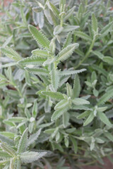 Tropical plants at flower market