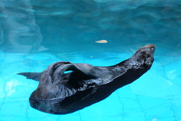 Obraz premium Seals in the zoo in Bangkok, Thailand.