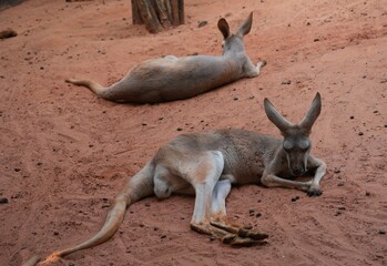 Kangaroo in the zoo, Bangkok, Thailand © nopwaratch