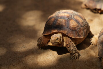 Turtles in the zoo in Bangkok, Thailand