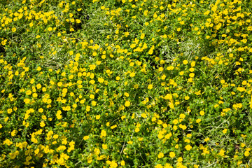Tropical plants at flower market
