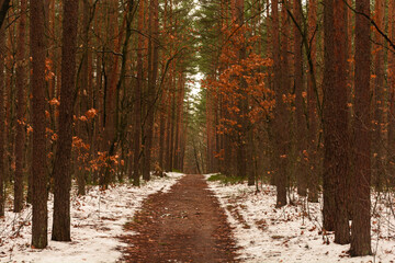 path in the forest
