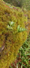 moss on tree