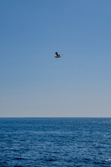 Fototapeta premium Bird in the sky