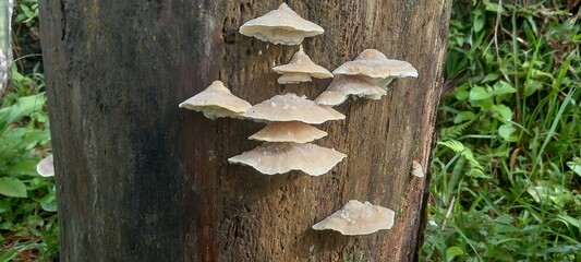 mushrooms on a tree