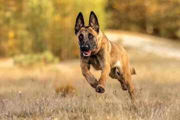 Beglian malinois dog in action: A malinois running a cross a meadow in autumn outdoors