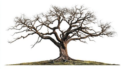 Fototapeta premium leafless old spooky tree isolated on white background with copy space