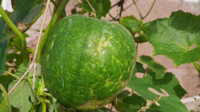 Wax gourd hanging in home garden, Benincasa hispida also called ash gourd, white gourd, winter gourd, winter melon, tallow, ash pumpkin,Chinese preserving melon