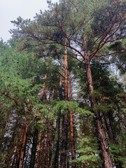 Dense, tranquil beauty of a forest filled with tall pine trees under a clear sky.