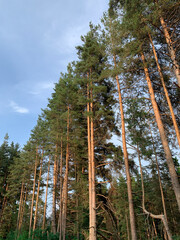 Tall pine trees stand majestically under a clear blue sky, creating a serene forest landscape.