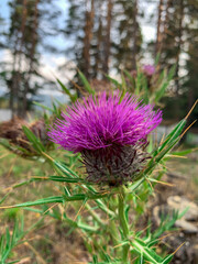 A vibrant purple thistle flower stands tall, its spiky leaves and delicate petals contrasting against the soft green background.