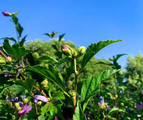 A cluster of hibiscus buds eagerly awaits their moment to bloom against vibrant blue sky.