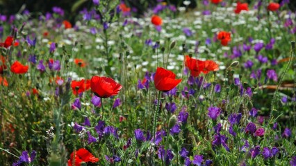 Fototapeta premium Korsika-4