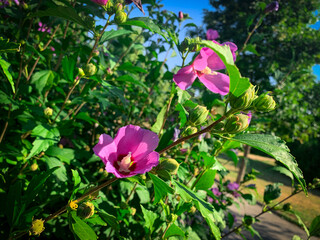 Against a backdrop of lush green leaves and a bright blue sky, a vibrant pink hibiscus flower blooms, showcasing its delicate beauty.