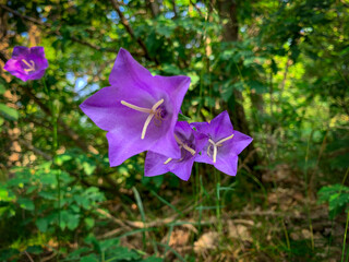 A trio of vibrant purple bellflowers stand tall amidst a backdrop of lush green foliage.