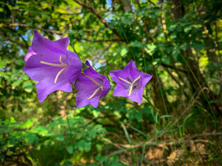 A close-up of three vibrant purple bell-shaped flowers with yellow stamens, set against a lush green forest background.