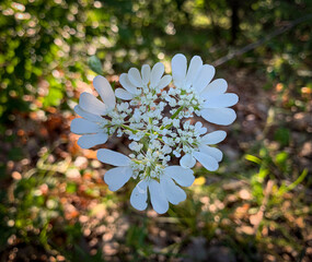 The intricate white flower head, with its delicate petals and intricate structure, stands out against the soft, green background.