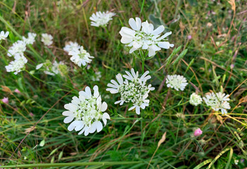 Delicate white flowers with intricate petals stand out against a backdrop of vibrant green foliage, capturing nature's serene beauty.