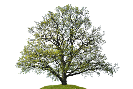 Natural silhouette of oak tree on white background. 