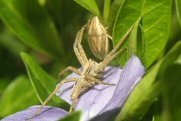 spider on a leaf