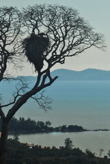 Majestic Tree Overlooking Serene Ocean With Bird Nest Silhouette