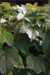 green ivy leaves
