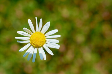 Fototapeta premium Wild chamomile. Flowers for the holiday. Bouquet for a girl.