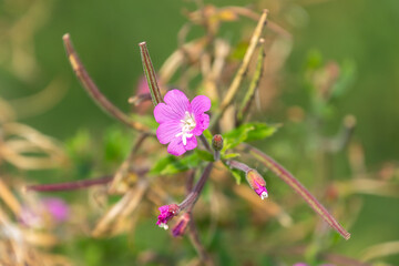 Beautiful pink flowers of Epilobium hirsutum. the great willowherb, great hairy willowherb, hairy willowherb.