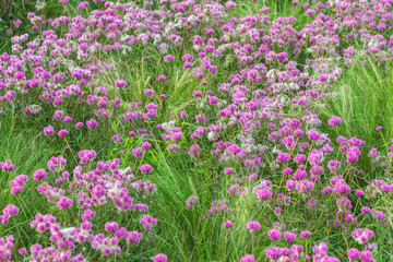 Fototapeta premium Pink flowers of Trifolium alpestre in a flowerbed. the owl-head clover, purple-globe clover.