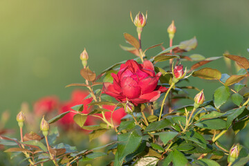 Beautiful red flowers of Rosa pendulina in the garden. the Alpine rose, mountain rose.
