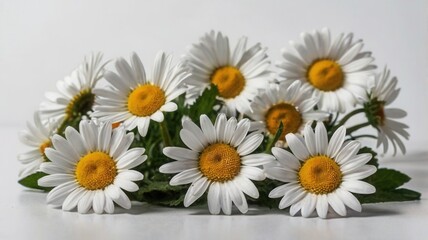 Fototapeta premium daisies