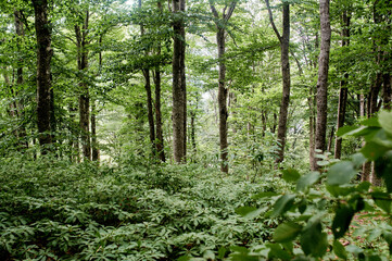 Fototapeta premium Warm summer day in the forest. Thick green forest.