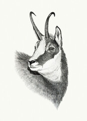 Chamois portrait on white background, pencil drawing
