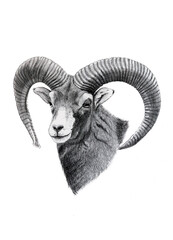 Moufflon portrait on white background, pencil drawing