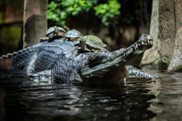 Crocodile in the water. Alligator swimming in the water. Amphibians.