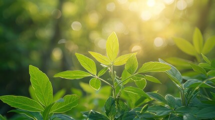 Obraz premium Sunlit green leaves in a natural setting create a serene and refreshing atmosphere.