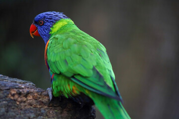 Obraz premium red and green macaw. Bright parrots