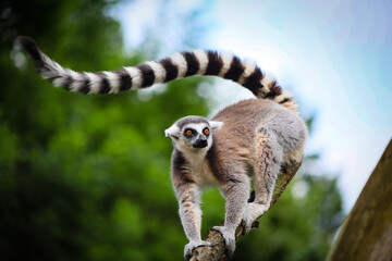 Lemur in the natural environment © Romario