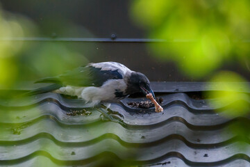 Selective focus photo. Hooded crow birds, corvus cornix on rooftop.