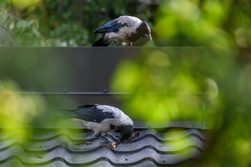 Selective focus photo. Hooded crow birds, corvus cornix on rooftop.