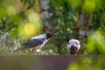 Selective focus photo. Hooded crow birds, corvus cornix on rooftop.
