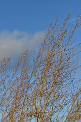 Hay is growing in nature in sunny and windy autumn day.