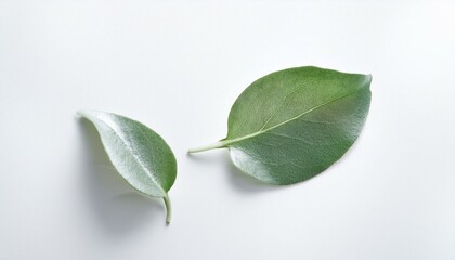 Obraz premium 작은 나뭇잎 두장
