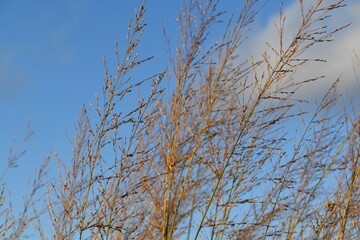Obraz premium Hay is growing in nature in sunny and windy autumn day.