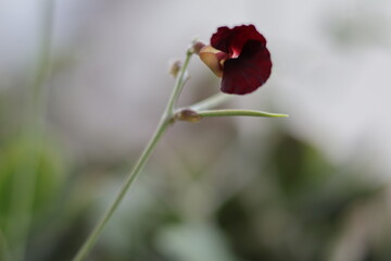 Obraz premium Una toma de cerca de unos pétalos de rosas de color rojo comenzando a nacer en un jardín