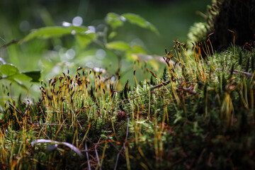 Nature of the wild forest. Freshness of nature.